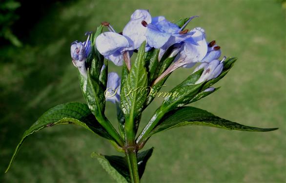  Inflorescence